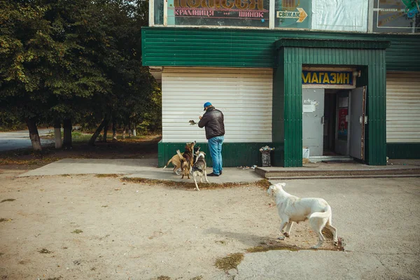Pripyat filialı üzrə - nükleer felaket sonra terk edilmiş hayalet kasaba eski Radyoaktif bölge evsiz vahşi köpek. Chernobyl dışlama bölgesi.