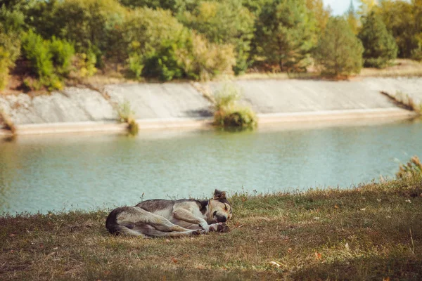 原子力災害後放棄されたゴーストタウン プリピャチ市の古い放射能地帯でホームレスの野生の犬。チェルノブイル地域. — ストック写真