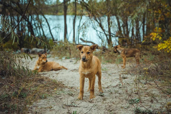 Pripyat filialı üzrə - nükleer felaket sonra terk edilmiş hayalet kasaba eski Radyoaktif bölge evsiz vahşi köpek. Chernobyl dışlama bölgesi. — Stok fotoğraf