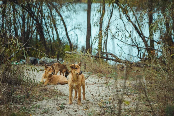 Pripyat filialı üzrə - nükleer felaket sonra terk edilmiş hayalet kasaba eski Radyoaktif bölge evsiz vahşi köpek. Chernobyl dışlama bölgesi.