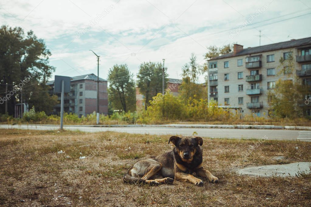 Homeless wild dog in old radioactive zone in Pripyat city - abandoned ghost town after nuclear disaster. Chernobyl exclusion zone.