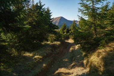 Mount Petros - Chornohora Ukraynalı Karpat Dağları'nın peyzaj