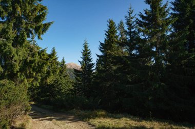Ukraynalı Karpat Dağları 'nın Hoverla Dağı yolu, Chornohora