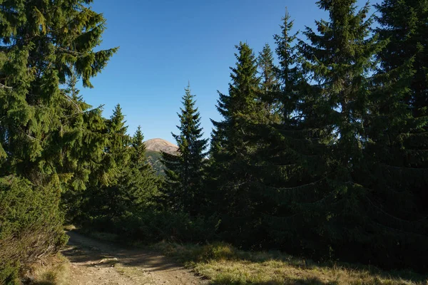 Ukraynalı Karpat Dağları 'nın Hoverla Dağı yolu, Chornohora