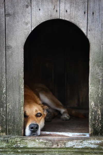 Trauriger Blick auf einen einsamen roten Hund, der im Zwinger ruht - ein altes Holzhaus — Stockfoto