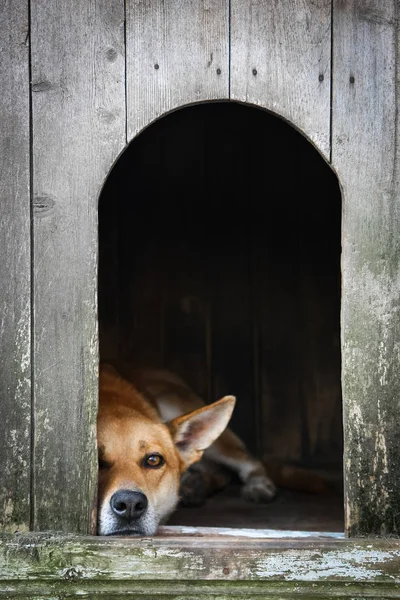 Sad view of an alone brown dog resting in the kennel - an old wooden house — Stock Photo, Image