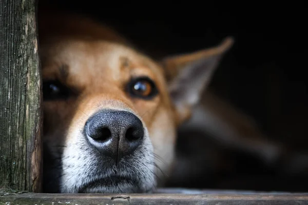 Eski bir ahşap ev-köpek kulübesinde istirahat yalnız bir kahverengi köpeğin üzücü görünümü