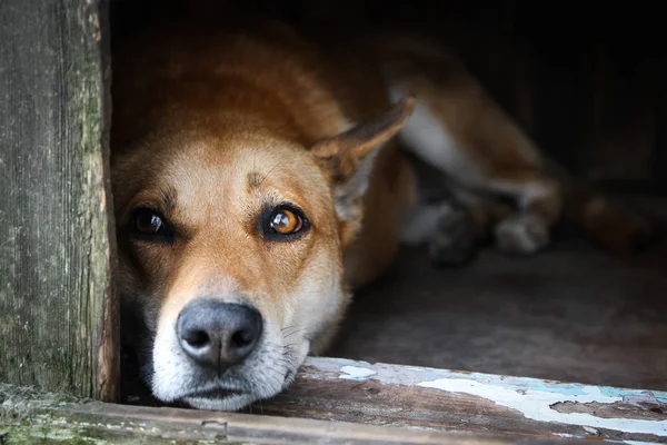 Yalnız kırmızı köpek kulübesinde yatan üzücü görünümü-eski bir ahşap ev
