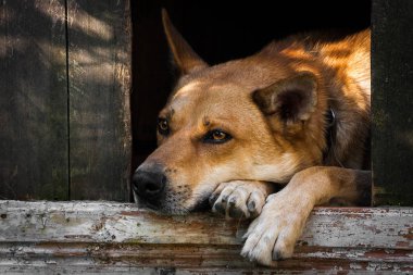 Köpek kulübesinde yatan yalnız bir kahverengi köpeğin üzücü görünümü-eski bir ahşap ev