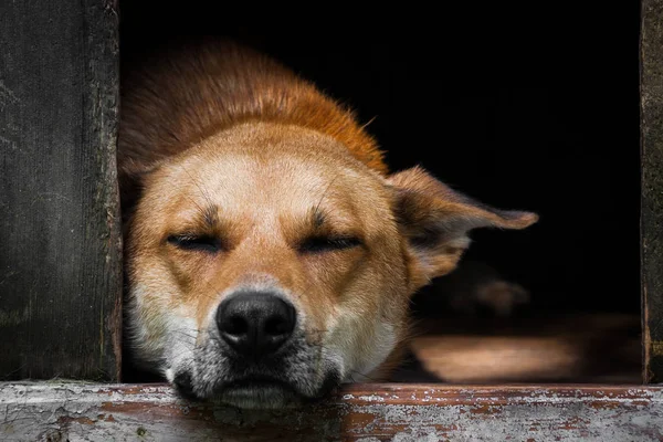 Köpek kulübesinde uyuyan yalnız kahverengi bir köpeğin üzücü görünümü-eski bir ahşap ev