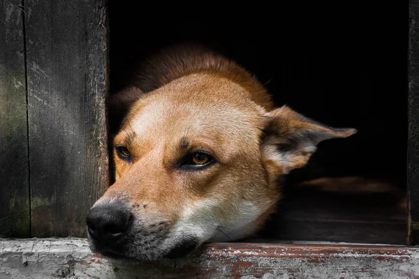 Köpek kulübesinde yatan yalnız bir kahverengi köpeğin üzücü görünümü-eski bir ahşap ev