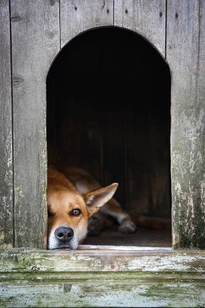 Trauriger Blick auf einen einsamen roten Hund, der im Zwinger liegt - ein altes Holzhaus — Stockfoto