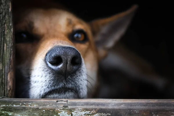 Trauriger Blick auf einen einsamen roten Hund, der im Zwinger liegt - ein altes Holzhaus — Stockfoto