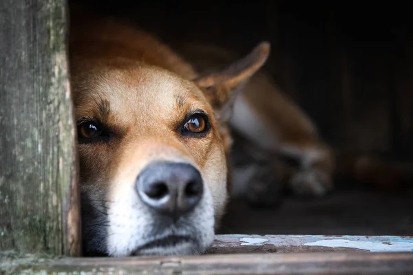 Trauriger Blick auf einen einsamen roten Hund, der im Zwinger liegt - ein altes Holzhaus — Stockfoto