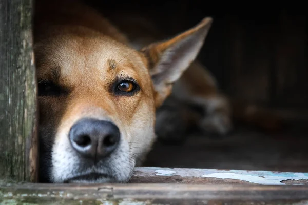 Eski bir ahşap ev-köpek kulübesinde istirahat yalnız kırmızı köpeği üzücü görünümü