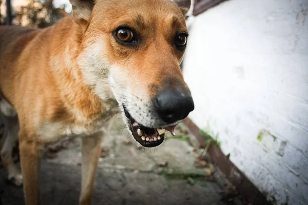 Eğlenceli ve mutlu kırmızı köpek zevk