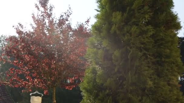 El vestido de novia perfecto colgando del árbol de otoño. Mañana nupcial — Vídeos de Stock