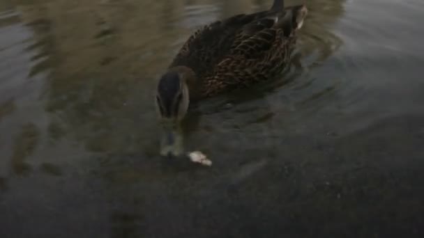 关闭在雨水坑中游泳的鸭子的镜头. — 图库视频影像