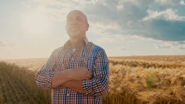 Portret schot van de Senior Kaukasische goed uitziende man staande in het midden van de tarwe Fiels met handen gekruide voor hem en kijken naar zijn oogst. — Stockvideo