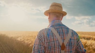 Sıcak yaz güneşli gününde onun buğday tarlasında şapka eski Kafkas erkek çiftçi nin arka. Arka görüş. Yakın çekim.