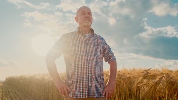 Portret van de oude Kaukasische mannelijke boer in het geruite overhemd staande in de tarwe veld, steek de handen voor hem en kijken naar de camera. — Stockvideo