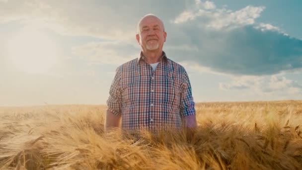 Portraitaufnahme des gut aussehenden älteren Mannes im karierten Hemd, der im goldenen Weizenfeld steht, die Hände vor sich kreuzt und vor dem sonnigen Himmel glücklich in die Kamera lächelt.. — Stockvideo