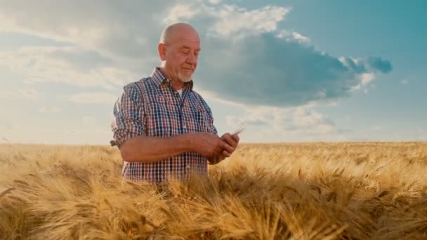 Homem caucasiano velho que está no campo de trigo dourado e derramando grãos de mão em mão sobre o fundo do céu ensolarado. Ao ar livre . — Vídeo de Stock