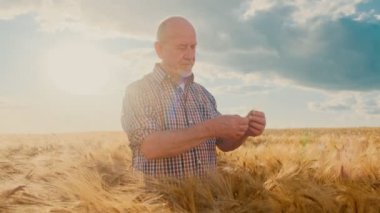Kıdemli Kafkas çiftçi elinde bir kulak tutarak ve tohumları alarak, sonra altın buğday tarlasının ortasında elinde onları dökme.