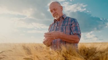 Beyaz yaşlı cesur erkek çiftçi ekose gömlek altın buğday tarlasının ortasında duran, bir başak hilding ve ona bakarak.