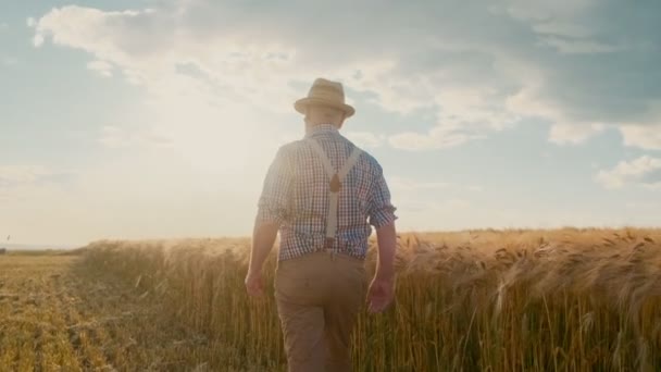 Rückansicht des älteren kaukasischen Bauern mit Hut, der an einem heißen Sommertag mit halb abgeerntetem Weizen auf seinem Feld spaziert. hinten. — Stockvideo