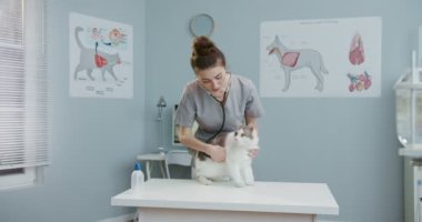Veteriner kadın kedi getirir ve muayene masasına koyar. Veteriner kliniğinde korkmuş bir hayvan. Profesyonel veteriner işini yapıyor, çalışıyor. Evcil hayvan bakımı, veterinerlik, sağlıklı hayvanlar.