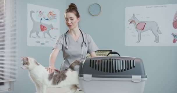 Kvinna i veterinär sjukhus i medicinsk kostym med stetoskop ta katt från en sällskapsdjur bärare, veterinären öppnar nätet och katten kommer ut. Begreppet sällskapsdjur vård, veterinär, friska djur. — Stockvideo