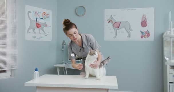 Dokter hewan wanita memeriksa kesehatan kucing yang sakit di klinik. Vet membelai hewan peliharaan dan menenangkan diri. Kitty berdiri di atas meja pemeriksaan hewan. Konsep perawatan hewan peliharaan, hewan ternak, hewan sehat. — Stok Video