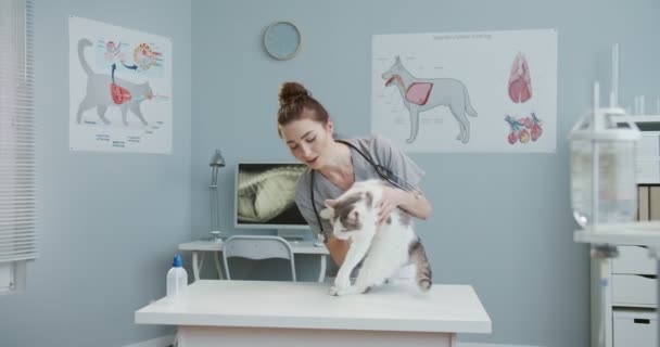 Veterinaria hembra trae gato y pone en la mesa de examen. Animal asustado en clínica veterinaria. Veterano profesional haciendo trabajo, trabajando. Concepto de cuidado de mascotas, veterinaria, animales sanos . — Vídeo de stock