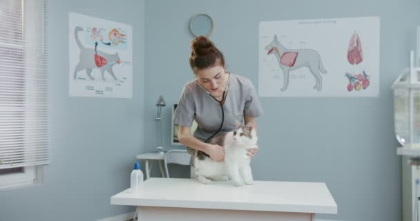 Veteriner kadın kedi getirir ve muayene masasına koyar. Veteriner kliniğinde korkmuş bir hayvan. Profesyonel veteriner işini yapıyor, çalışıyor. Evcil hayvan bakımı, veterinerlik, sağlıklı hayvanlar. — Stok video