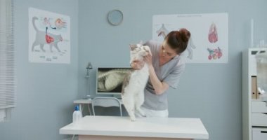 Kadın veterinerin kedilerin midesini kontrol etme planı. Veteriner doktor hayvanı muayene ediyor. Hastanede takım elbiseli mutlu bir kız. Evcil hayvan bakımı, veterinerlik, sağlıklı hayvanlar.