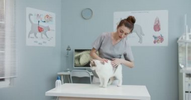 Kadın veterinerin kedilerin midesini kontrol edip okşamasının orta planı. Doktor hayvanları muayene eder. Hastanede doktor kıyafetiyle çalışan mutlu kız. Evcil hayvan bakımı, veterinerlik, sağlıklı hayvanlar.