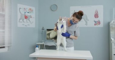 Kadın veterinerin kedilerin midesini kontrol etme planı. Veteriner doktor hayvanları muayene eder. Tıbbi giysili, mavi eldivenli ve maskeli bir kadın. Evcil hayvan bakımı, veterinerlik, sağlıklı hayvanlar.