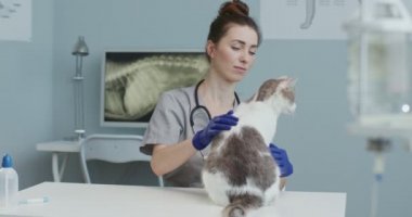 Tıbbi eldivenli veteriner doktoruna yakın durun. Klinikte kedi kulağı sağlığını inceleyin. Kadın evcil hayvanı okşar ve veteriner muayene masasında sakinleşir. Hayvan bakımı, veterinerlik, sağlıklı hayvanlar..