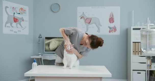若い美しい獣医師のチェック猫の歯の中間計画。医者は動物を調べます。病院で働いている幸せな女の子。ペットケア、獣医学、健康な動物の概念. — ストック動画