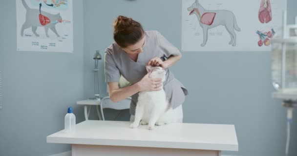 Mellanplan för kvinnlig veterinär som kontrollerar kattöron. Veterinärläkaren undersöker djuret. Glad tjej som jobbar på sjukhus i medicinsk kostym. Begreppet sällskapsdjur vård, veterinär, friska djur. — Stockvideo