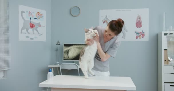 Kadın veterinerin kedilerin midesini kontrol etme planı. Veteriner doktor hayvanı muayene ediyor. Hastanede takım elbiseli mutlu bir kız. Evcil hayvan bakımı, veterinerlik, sağlıklı hayvanlar. — Stok video