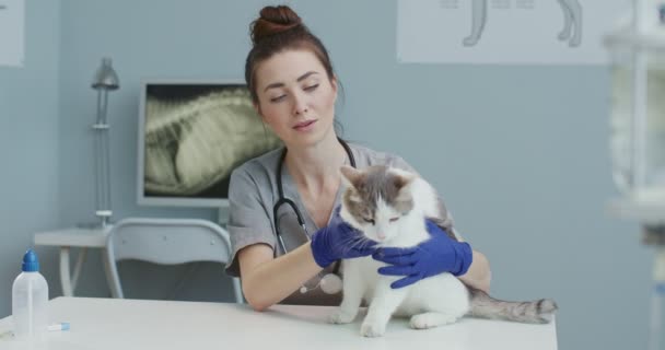 Primer plano del médico veterinario en guantes médicos examinar la salud del gato en la clínica. Mujer acaricia mascota y se calma en la mesa de examen veterinario. Concepto de cuidado de mascotas, veterinaria, animales sanos . — Vídeos de Stock