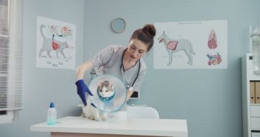 Kadın veteriner doktor, kediyi klinikte Elizabeth dönemi veterineri tasmasıyla muayene ediyor. Veteriner felçleri, veteriner muayene masasında duran evcil hayvanları sakinleştirir. Hayvan bakımı, veterinerlik, sağlıklı hayvanlar..