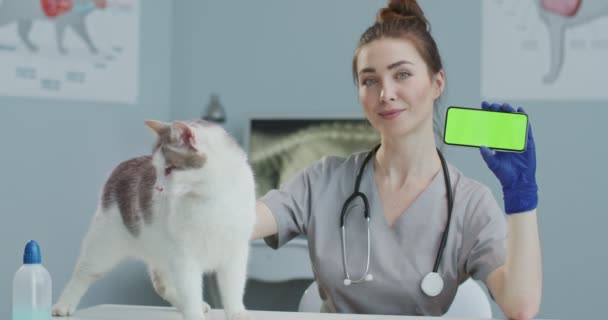 Veteriner hastanede oturmuş kediyi okşuyor ve yeşil telefon gösteriyor. Steteskoplu, mavi eldivenli, akıllı telefonlu bir kız. Yatay ekran. Konsept hayvan bakımı, veteriner. — Stok video