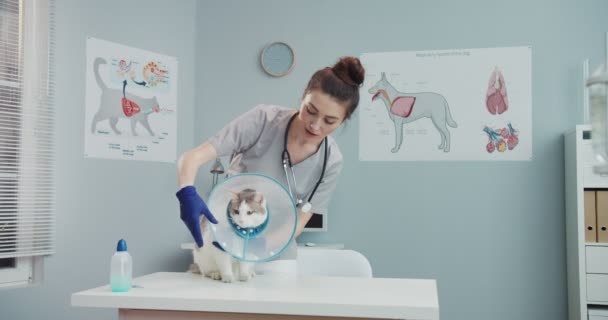 Kvinna veterinär läkare undersöka katt med veterinär Elizabethan krage på kliniken. Veterinärstrokes, lugnar ner sällskapsdjur stående på veterinärbesiktningsbordet. Begreppet sällskapsdjur vård, veterinär, friska djur. — Stockvideo