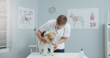 Erkek veterinerlerin köpekleri kontrol etme planı. Veteriner doktor hayvanları muayene eder. Hastanede takım elbiseli, gözlüklü ve steteskoplu yakışıklı bir adam. Evcil hayvan bakımı, veterinerlik, sağlıklı hayvanlar.