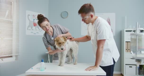 Mellan plan av kvinnlig veterinär i blå medicinska handskar och ett stetoskop undersöker hund på ett undersökningsbord i en veterinärklinik med manlig veterinär i medicinska handskar och glasögon. Lagarbete. — Stockvideo