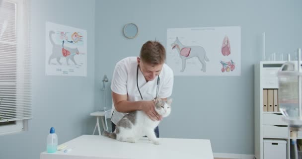 Plano medio del médico veterinario masculino examinar la salud del gato en la clínica. Los veteranos acarician a las mascotas y se calman. Kitty de pie en la mesa de examen veterinario. Concepto de cuidado de mascotas, veterinaria, animales sanos. — Vídeos de Stock