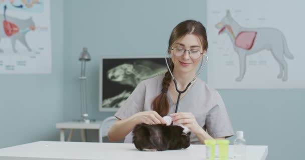 Kadın veteriner, statoskopla kobayları kontrol ediyor. Veteriner doktor evcil hayvanı muayene ediyor. Hastanede gözlüklü ve takım elbiseli mutlu bir kız çalışıyor. Hayvan bakımı ve veterinerlik kavramı. — Stok video